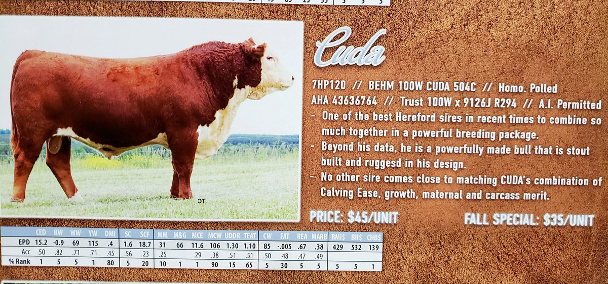 ash_kattler's tweet photo. Just a few of the guys in our fall special lineup. To hear more drop me a line; check out the full lineup online. #selectsiresbeef #cdnangus #redangus #blackangus #cdnhereford #cattle https://t.co/KDE2JS4jNk