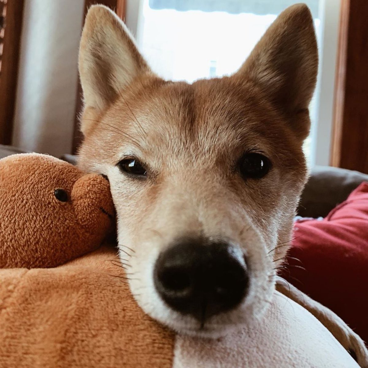 Whoever said the Tiny Headed Kingdom crew was just for humans? This cuddly shot from Tsuki the Shiba Inu proves that even pups love Pip. 
📷: @tsukitheshibainu⁣ #pipandpups #cuddles #shibainu #PipTheBear #THK #tinyheadsbighearts #plush #toys #cutecharacter