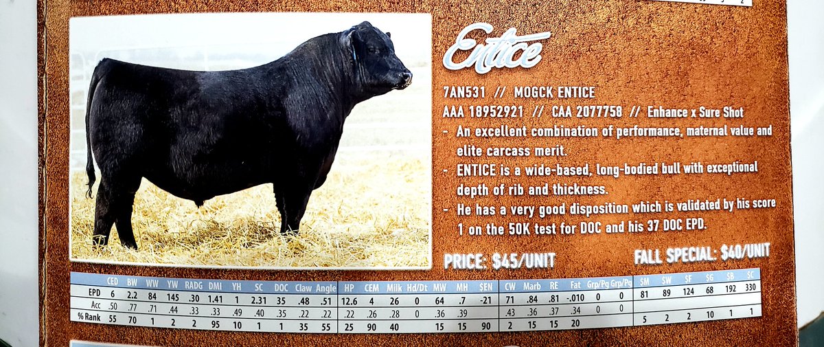 ash_kattler's tweet photo. Just a few of the guys in our fall special lineup. To hear more drop me a line; check out the full lineup online. #selectsiresbeef #cdnangus #redangus #blackangus #cdnhereford #cattle https://t.co/KDE2JS4jNk