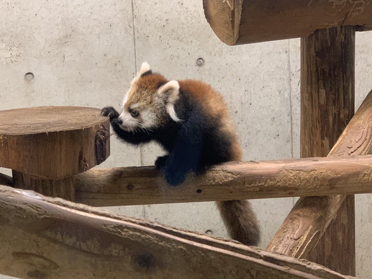 これを見にきた
#埼玉県こども動物自然公園 
#レッサーパンダ 
#レッサーパンダの赤ちゃん 