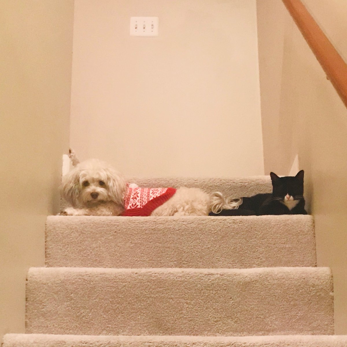 Looks like I’m sleeping on the couch tonight.   Nobody getting past these two bruisers.   #thuglife