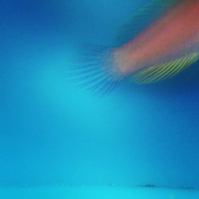 This very pretty male Cirrhilabrus roseafascia was collected from the very deep depths of 112 meters (367 feet) by one of our legend skipper and highly experienced divers and he just can’t stop showing off💧🐡
.
.
.
#cirrhilabrus #roseafascia #cirrhila… ift.tt/2Qd4kxL