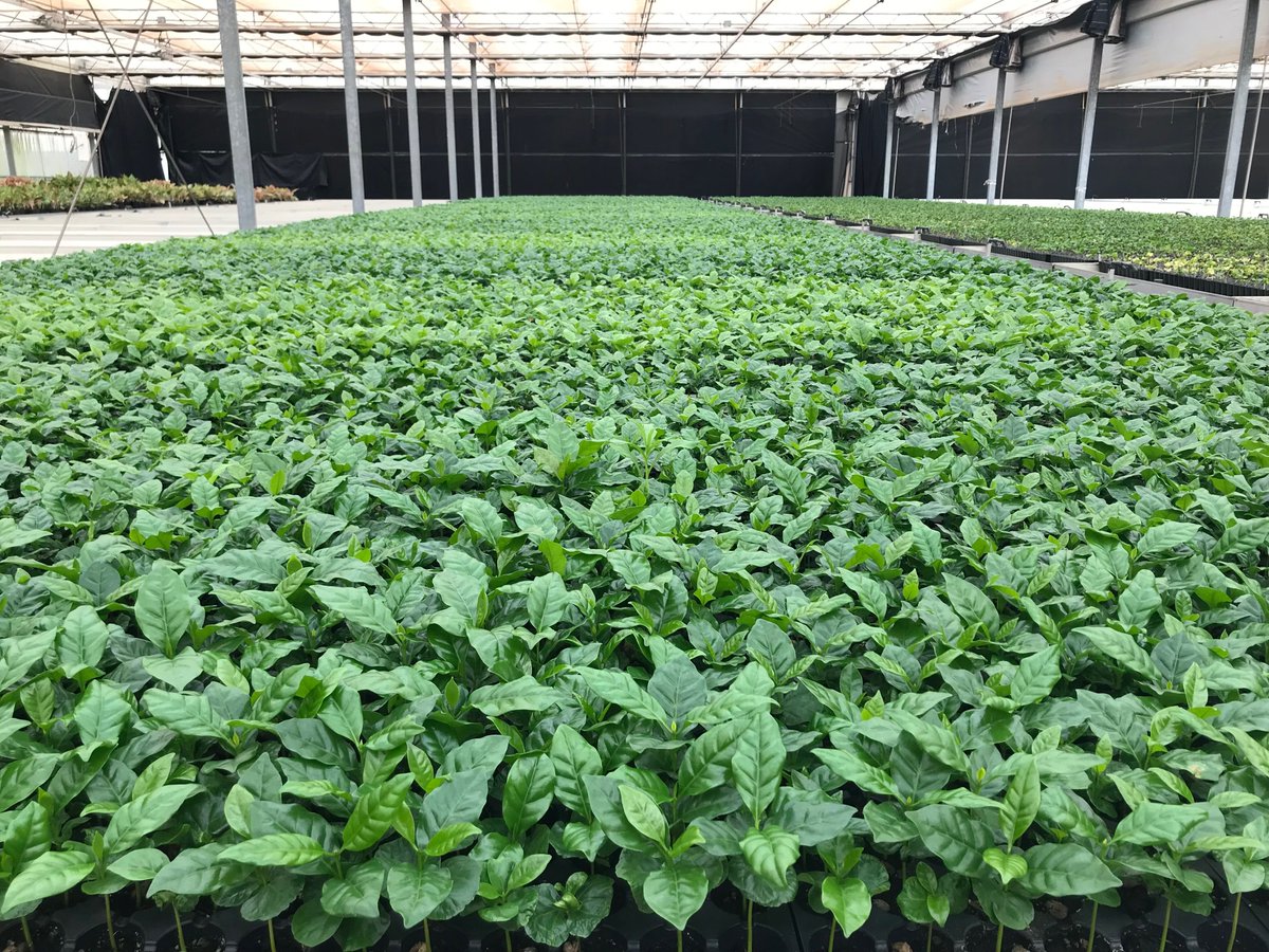 MahiPono's tweet photo. Next month, our coffee plants will be leaving the nursery and headed for planting. We’ll keep you updated on their progress.  #foodsecuritymaui #sustainablemaui #coffee https://t.co/HLgX6fxi48