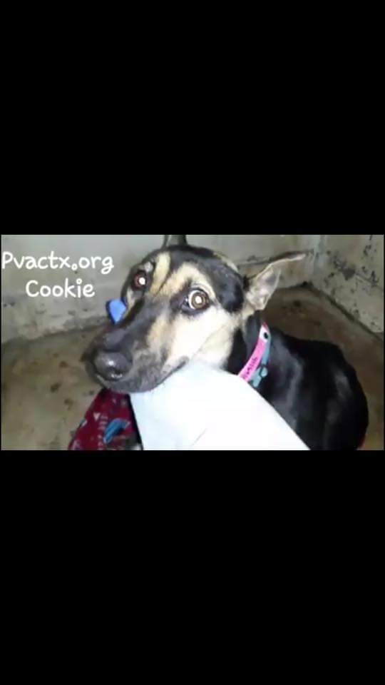 Warning: Graphic photos.

Meet Cookie. Cookie was adopted from a rural Texas shelter as an adorable puppy. About a year later, she was returned with a serious spinal injury and her back legs bloody, raw, and infected from dragging behind her. Owners didn't say why paralyzed. 1/n
