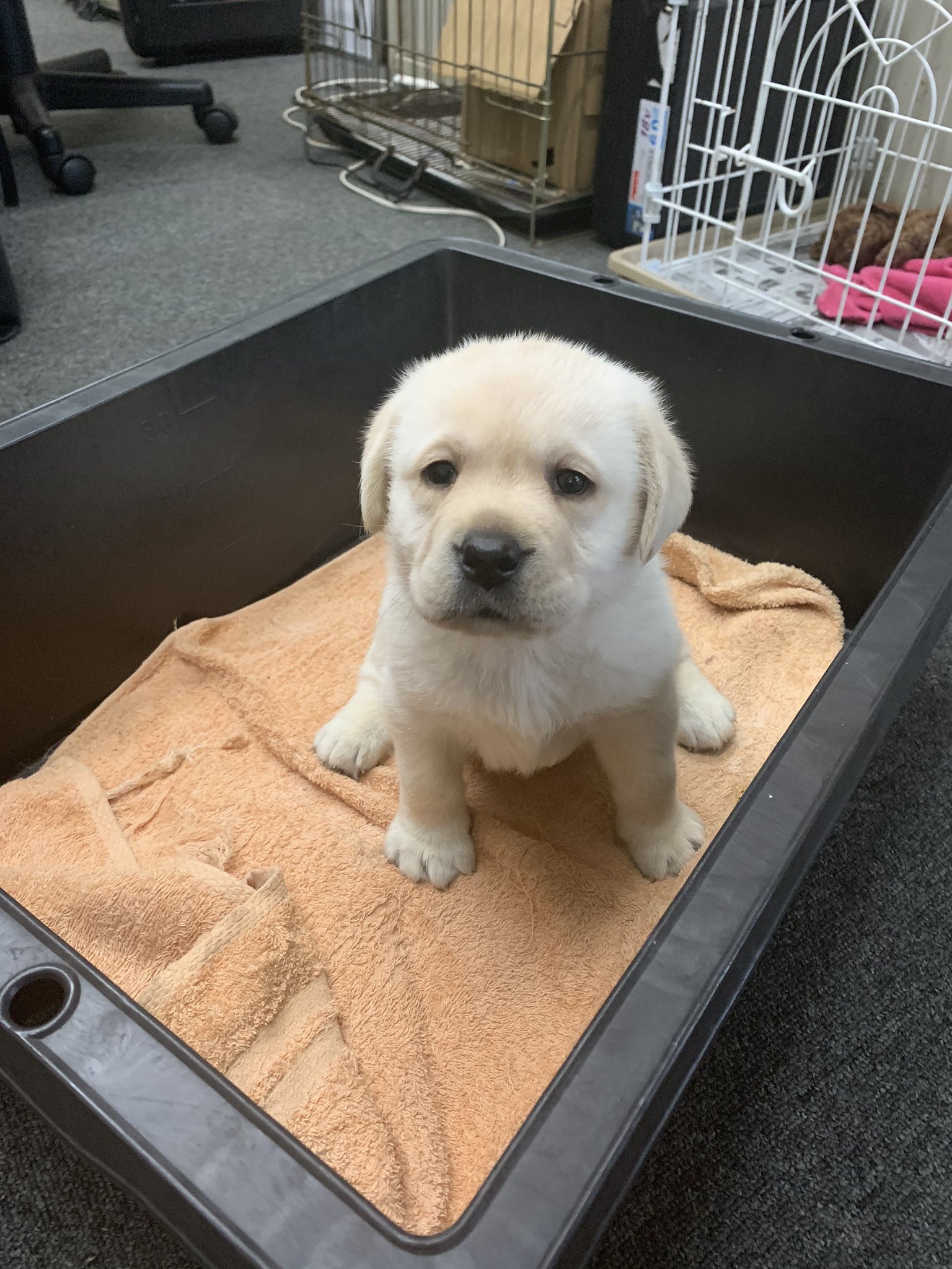 Niigata North Shine ラブラドール赤ちゃん ラブ ラブラドール 子犬 T Co Y2frav3s3r Twitter