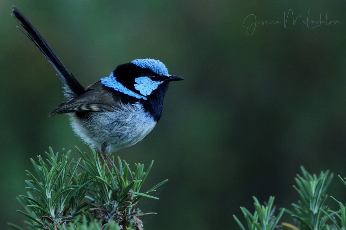 Superb fairywren photo by Jessica McLachlan