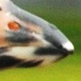 BirdingFantasy's tweet photo. Here's another #BirdBits quiz for your pleasurable puzzlement. What species am I? https://t.co/UDlSfazQfv