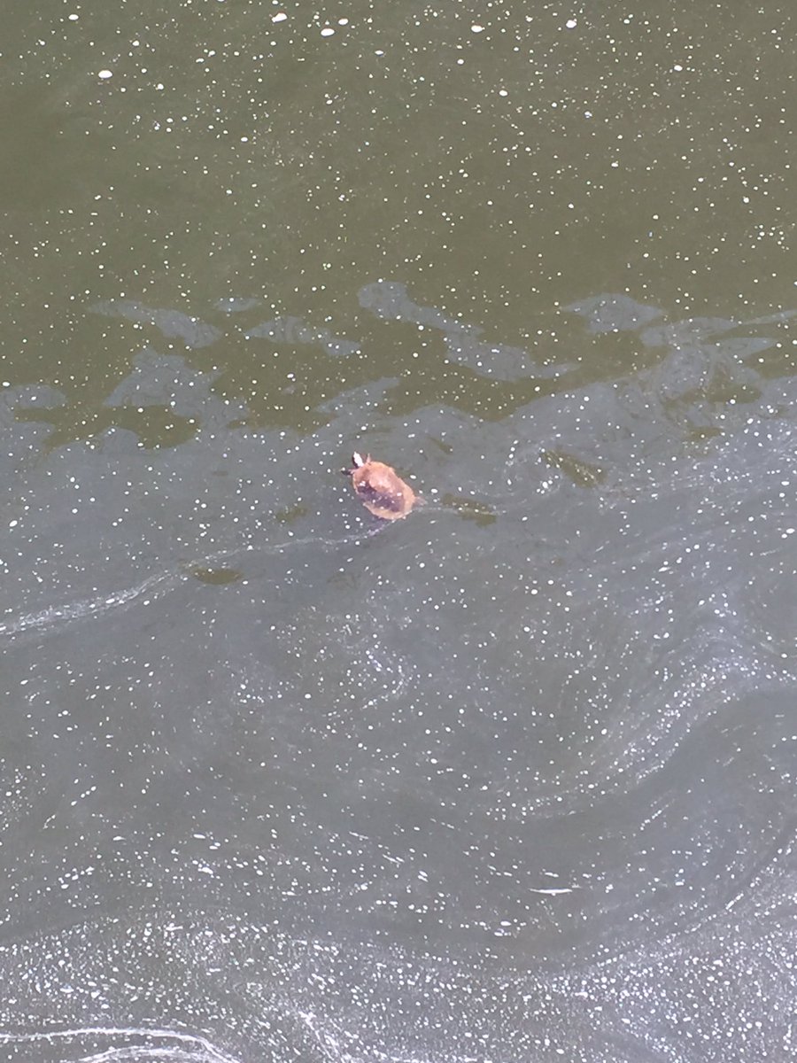 Laureninlex's tweet photo. @thehill @gtconway3d He’s scared. His pet governor lost, there’s a #DitchMitch ad running on local TV, pissed off UK b-ball fans #RunMattRun and was last seen trying to swim out of #Kentucky but #TraitorTrump ditched the EPA, so he may get trapped in a coal runoff detention pond 🤷🏼♀️ https://t.co/1eKqgnDEtW