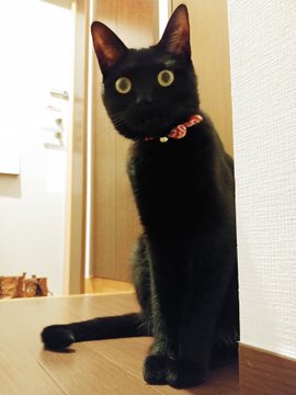 足を踏まれて激おこだった黒猫ちゃん ゆ ゆるすまじ でもなでて欲しいんだにゃ 甘えん坊モードに戻った姿がかわいい ねとらぼ