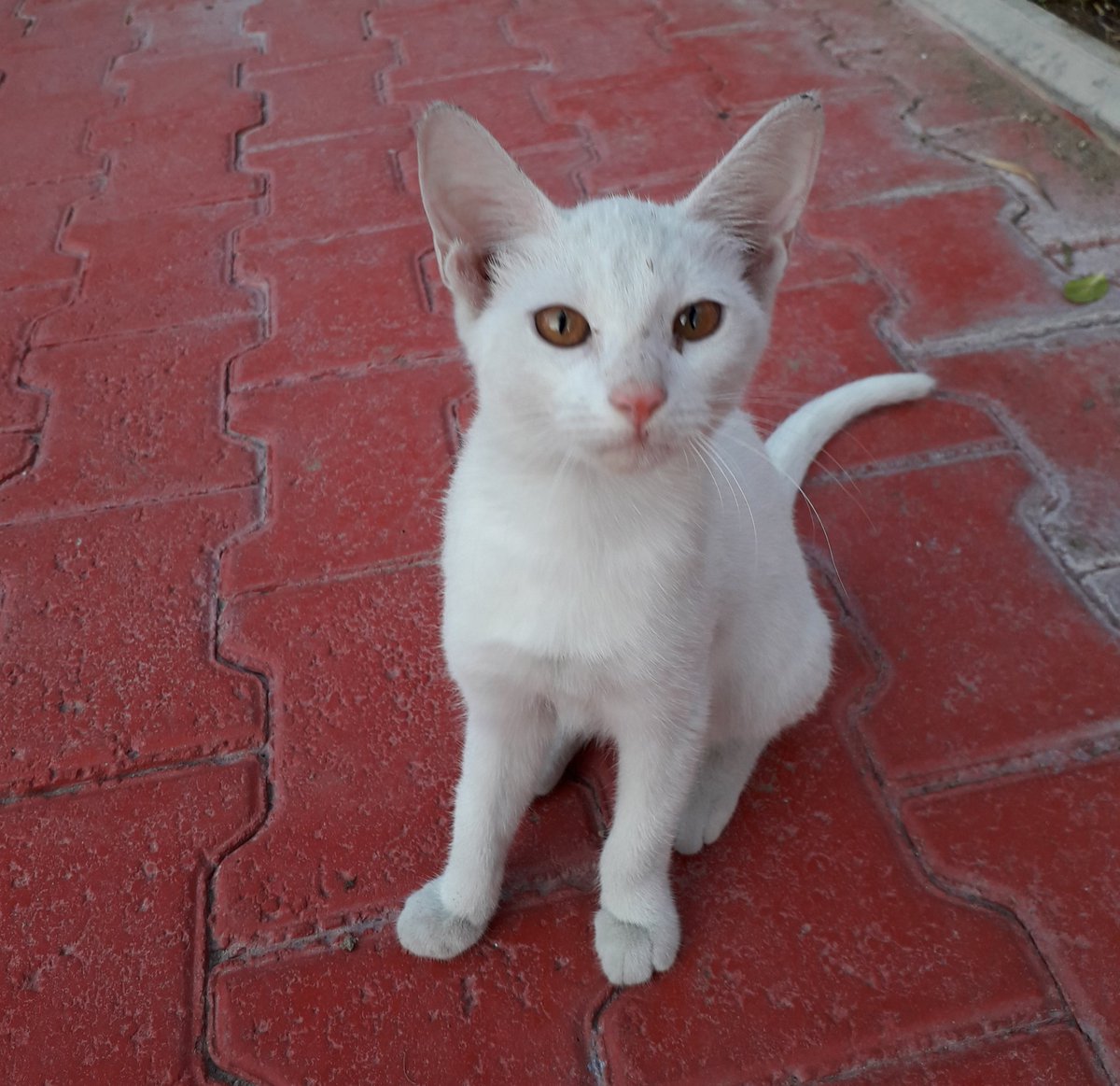 Humanity_Lane's tweet photo. Good morning #earlyrisersclub 
Looks like I'm forgiven, as Little Miss Tut Tut arrived early for the #allyoucaneatbreakfast today.
Mr LT has accepted his new collar too 💕🌈
#StraysOfQatar #NotLessThan
#DoWhatYouCanWhenYouCan https://t.co/qab1ITIvJk