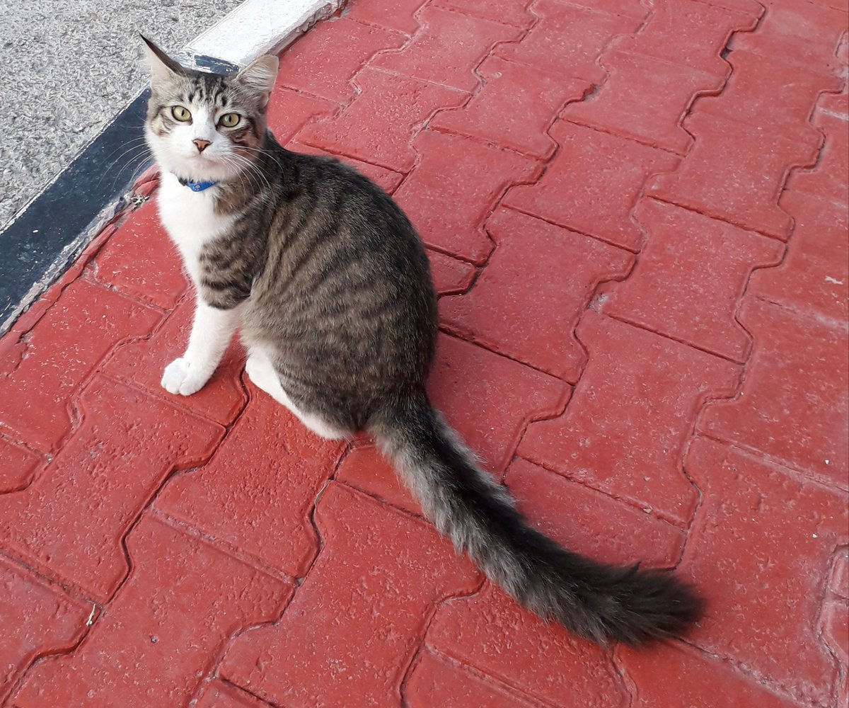 Humanity_Lane's tweet photo. Good morning #earlyrisersclub 
Looks like I'm forgiven, as Little Miss Tut Tut arrived early for the #allyoucaneatbreakfast today.
Mr LT has accepted his new collar too 💕🌈
#StraysOfQatar #NotLessThan
#DoWhatYouCanWhenYouCan https://t.co/qab1ITIvJk