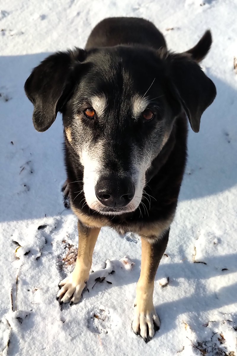 the_wando's tweet image. Winter came early. Fred is not impressed.

#summerdog #peleeisland