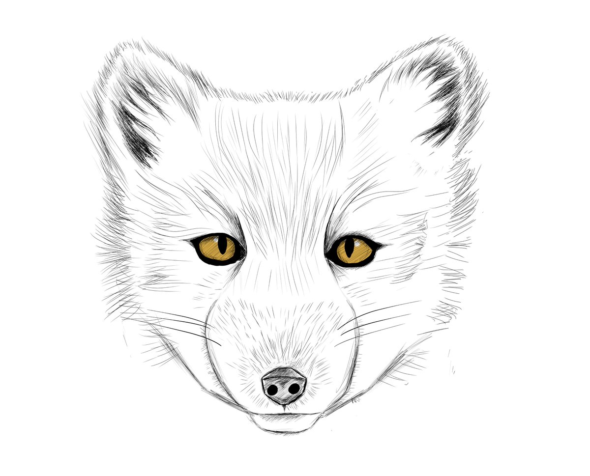 Craftytoons I Tried Drawing A Realistic Arctic Fox Face This Time I Tried To Focus On More Shading And Getting The Fur Right What Do You Think T Co Cqtb8zxpw3