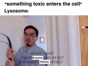 RougherXx's tweet photo. @lysosonotbasic @Mrs_Albaugh @lysosonotbasic You forgot to mention the dozens of 
progressive lysosomal storage disorders that are caused by disruptions from your own enzymes...
@Mrs_Albaugh https://t.co/on8vNndMkN