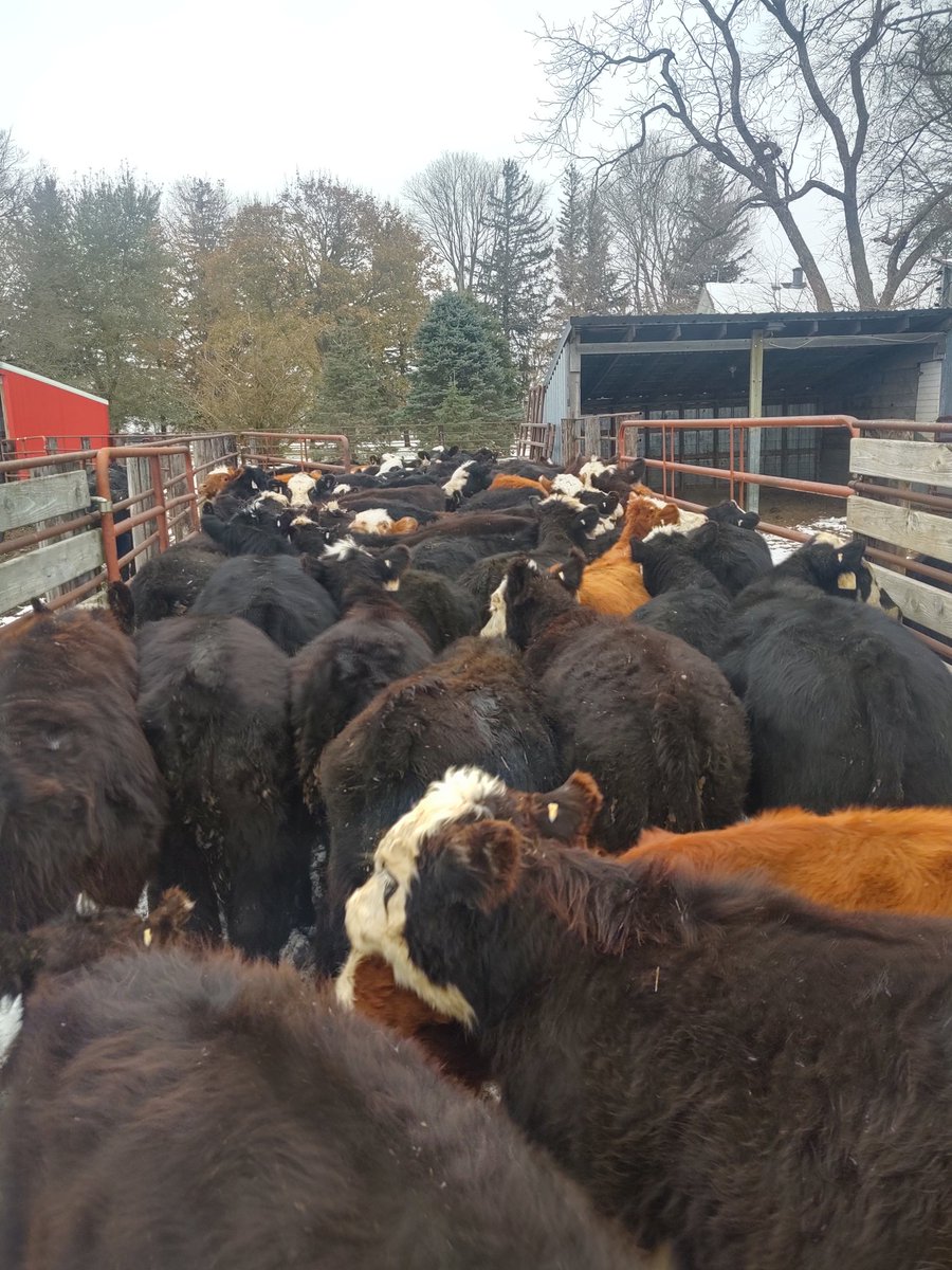 BenYetter1's tweet image. First pasture weaned
#fallrun