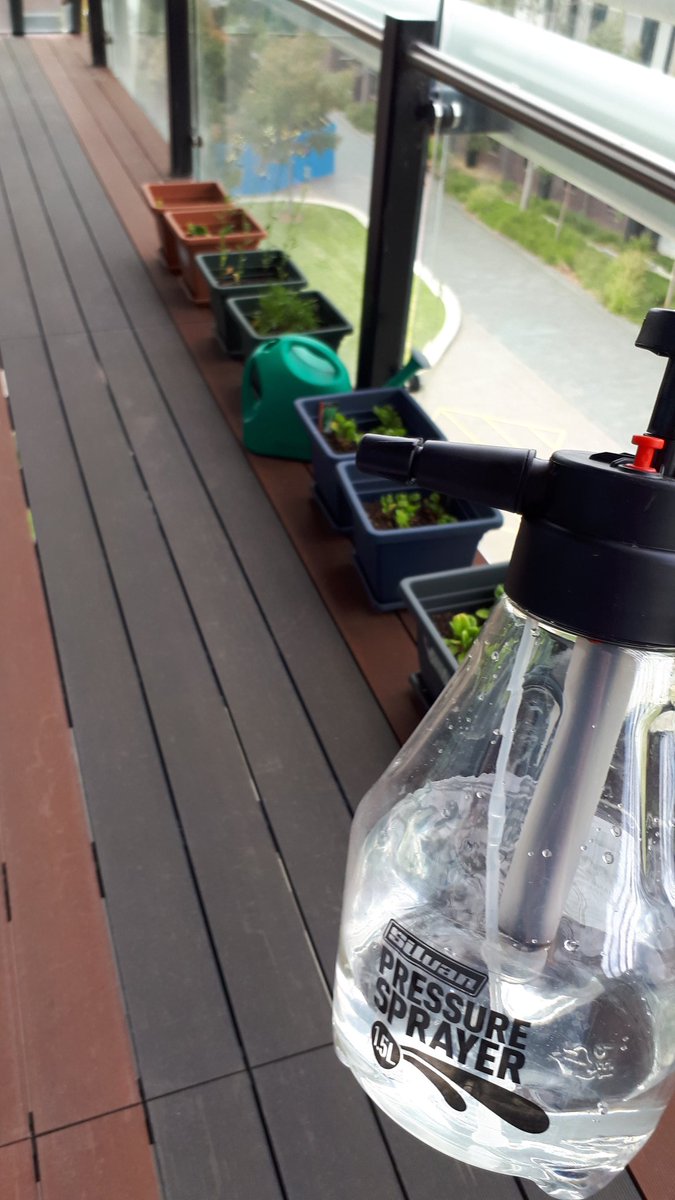 Nh3Solar's tweet photo. Second dose of fertilizer applied today! 880mL of 7mM ammonium carbamate solution.

#Sustainable #philanthropy #monashuni #rooftopgarden #fertiliser #ammonia https://t.co/7P6PEBb7Kf