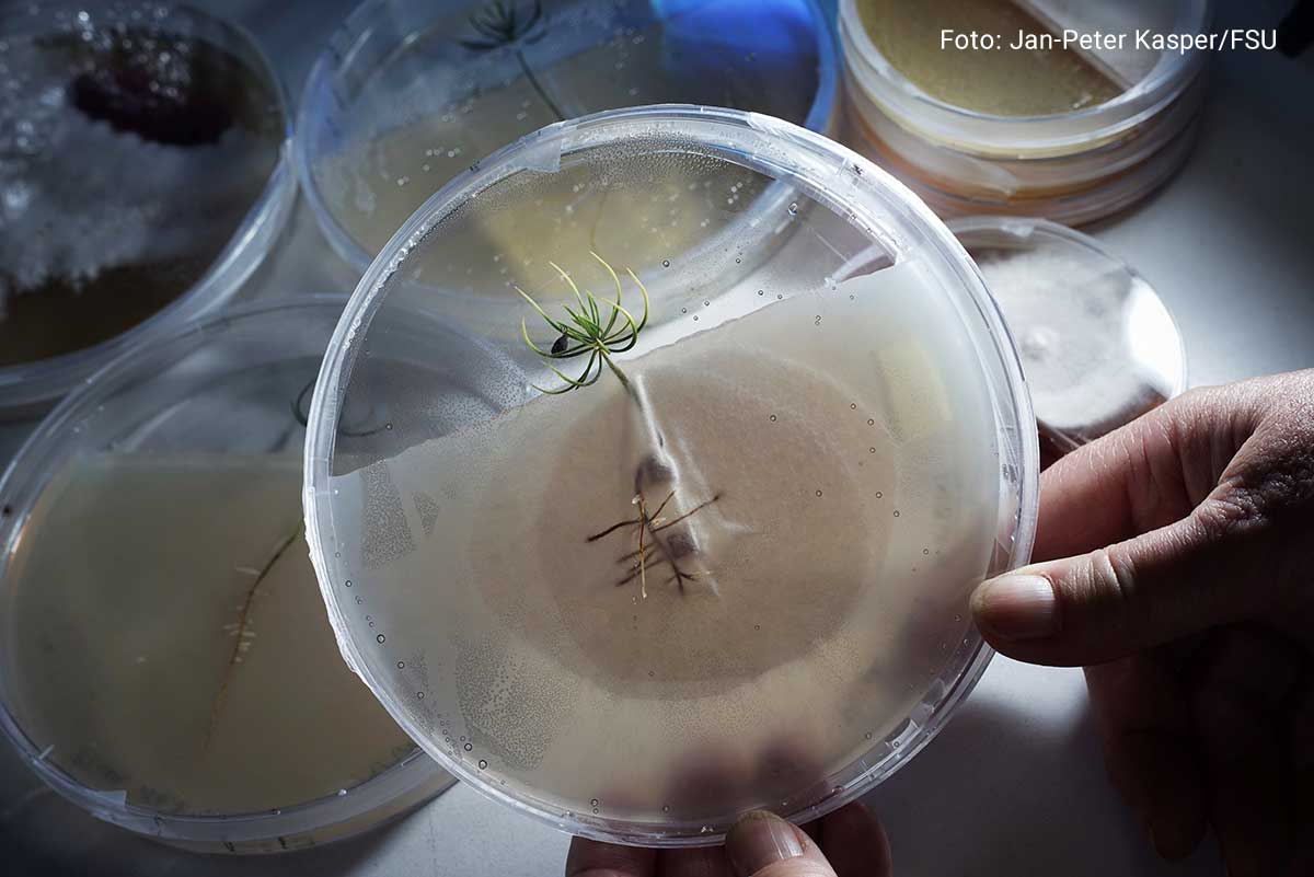 UniJena's tweet photo. Zur #LNDWJena stellt der #ClusterOfExcellence #BalanceOfTheMicroverse den Kleinsten Gästen das Mikroversum vor. 🦠 Denn obwohl wir die winzigen Lebewesen mit bloßem Auge nicht sehen können, haben sie einen großen Einfluss auf unser Leben.
➡️https://t.co/Lk8tTBibLn https://t.co/njaf5YNV75
