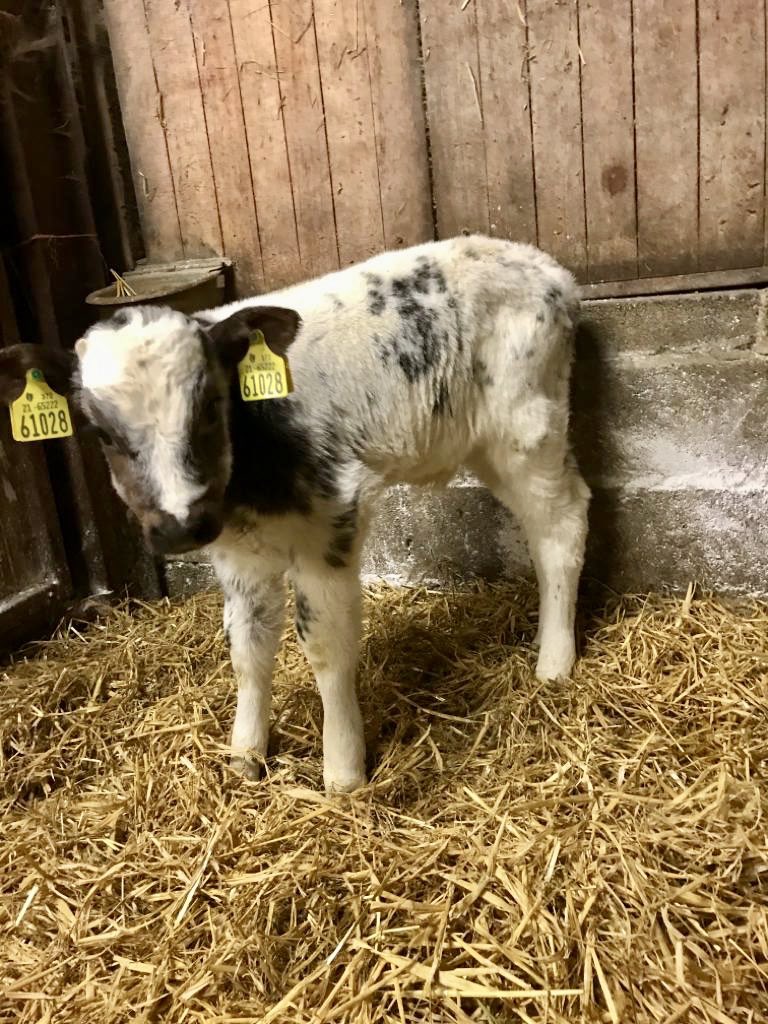 Progressive Genetics (@progressivegen) on Twitter photo COMPETITION (today only) prize worth €100! Guess his breed (Sire & dam) & retweet, we’ll put all correct entries in a draw for 2 tickets for <a href="/farmersjournal/">Irish Farmers Journal</a> #dairyday plus a voucher for us or #HerdApp (@agrinetonline) & a sleeveless too! #teamdairy #grasstomilk #beefondairy COMPETITION (today only) prize worth €100! Guess his breed (Sire & dam) & retweet, we’ll put all correct entries in a draw for 2 tickets for <a href="/farmersjournal/">Irish Farmers Journal</a> #dairyday plus a voucher for us or #HerdApp (@agrinetonline) & a sleeveless too! #teamdairy #grasstomilk #beefondairy