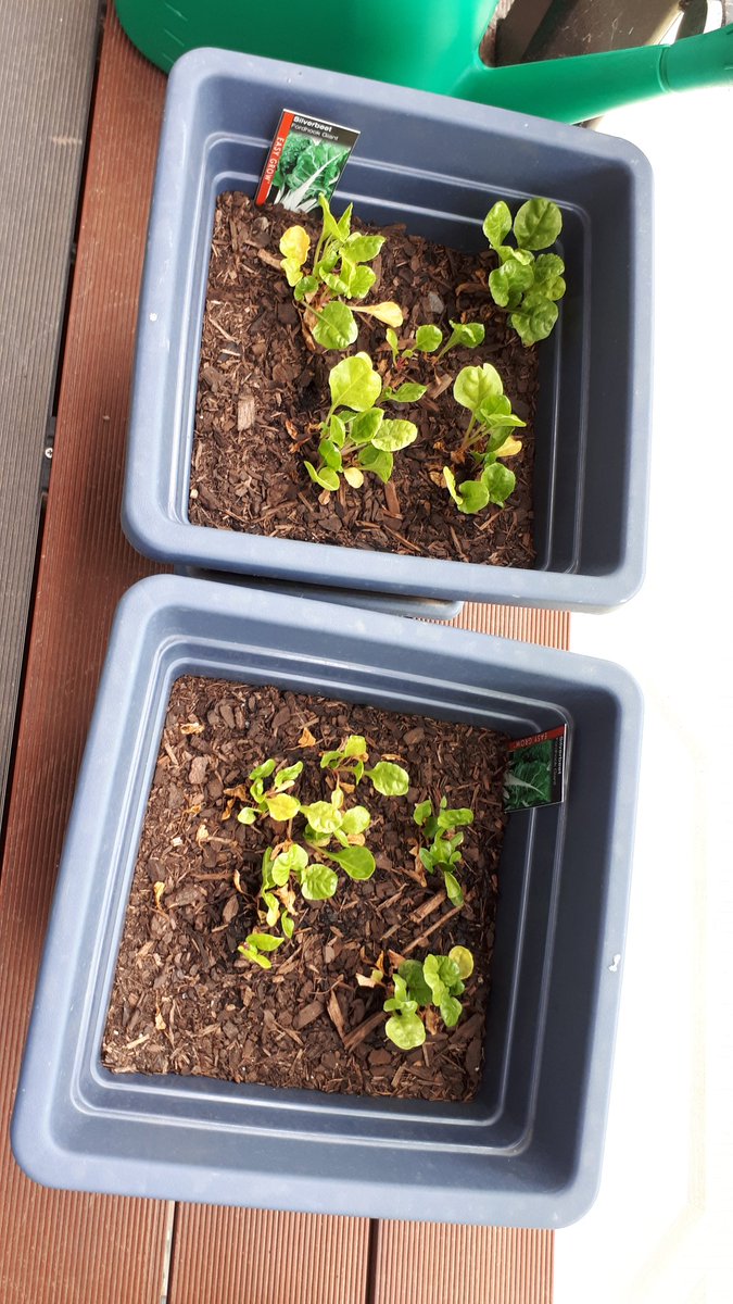 Nh3Solar's tweet photo. Can you see them growing??

#control #silverbeet #rocket #spinach #leafygreens #sustainability #green #frugal #SavetheWorld https://t.co/MGp2xnImpp