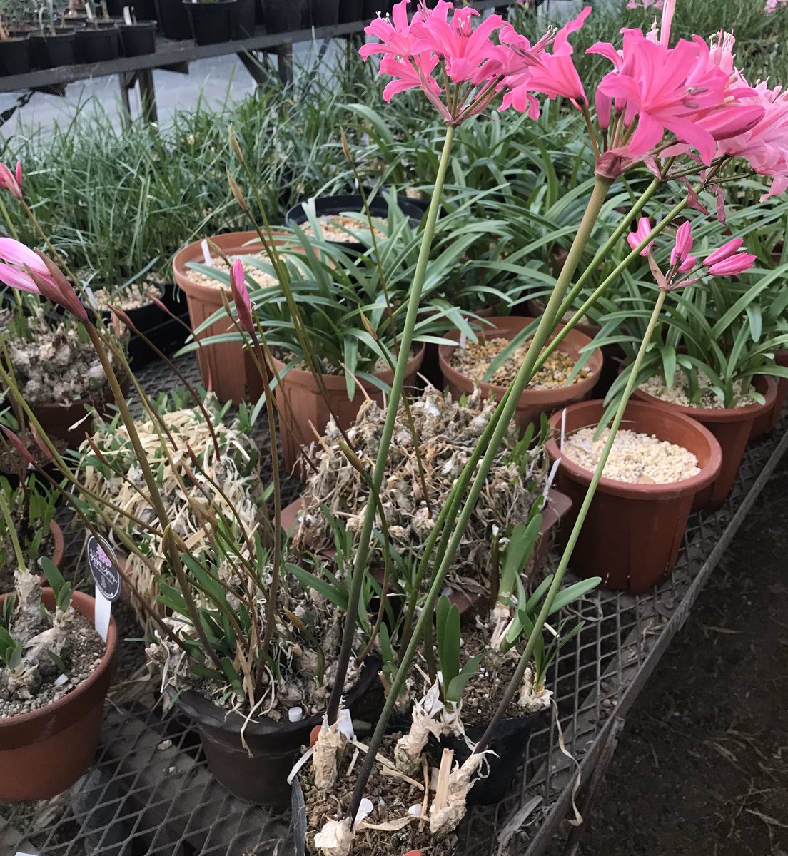 マギ シクラメン ネリネ 球根だから どんどん増えるよね 小さいので寄せ植えを 作って10 年 ほっとくとこうなるよ ダイヤモンドリリー 横山園芸