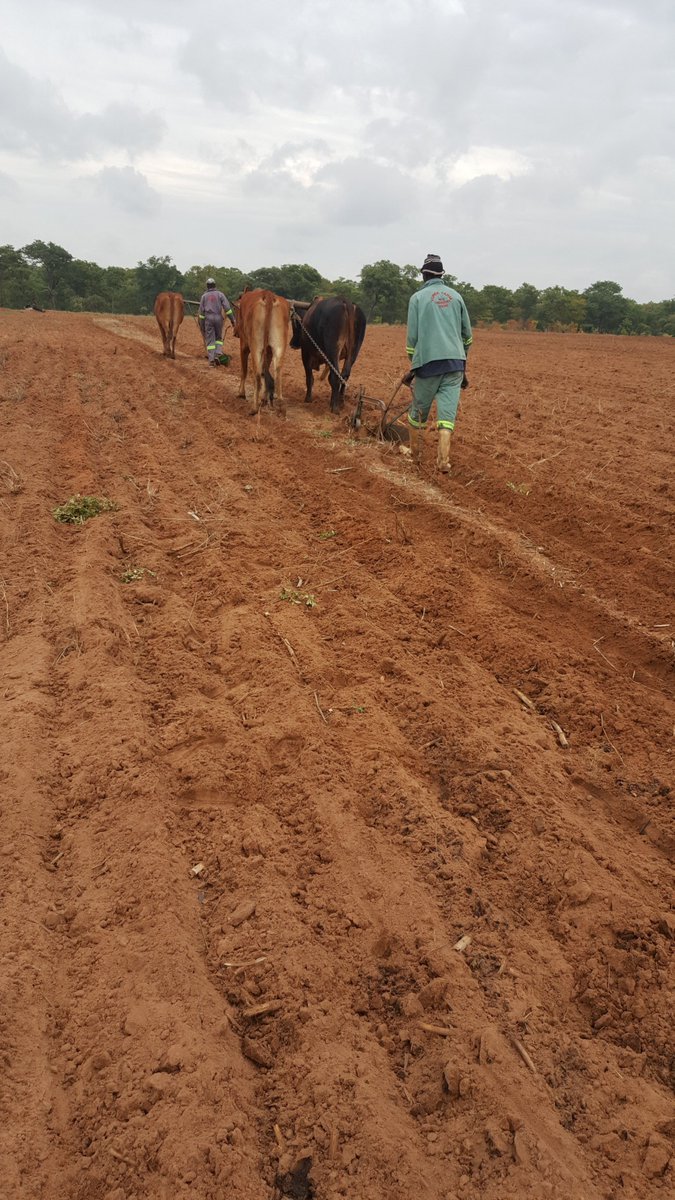 VundaFarm's tweet photo. Today we managed to plough 4hactares of @SeedCoZim seed #SC513. We are looking for another good harvest in 2019/2020 season. Our target is 80tonnes and above.
#ItAllStartsWithRightSeed
#Farming
#Manure
@JohnDe90979343 @basera_john @corporatefarmg1 @CynthiaTapera @PatieMusa https://t.co/wlxTr3GDoe