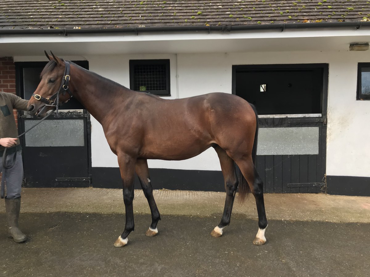 Click here to see details of our 2020 Rowdown Nursery markusherracing.co.uk/horses-sale.ph…  VFM opportunity to be involved in 3 nice yearlings, 2 colts by Charm Spirit &amp; Gleneagles &amp; a Filly by leading sire Iffraaj