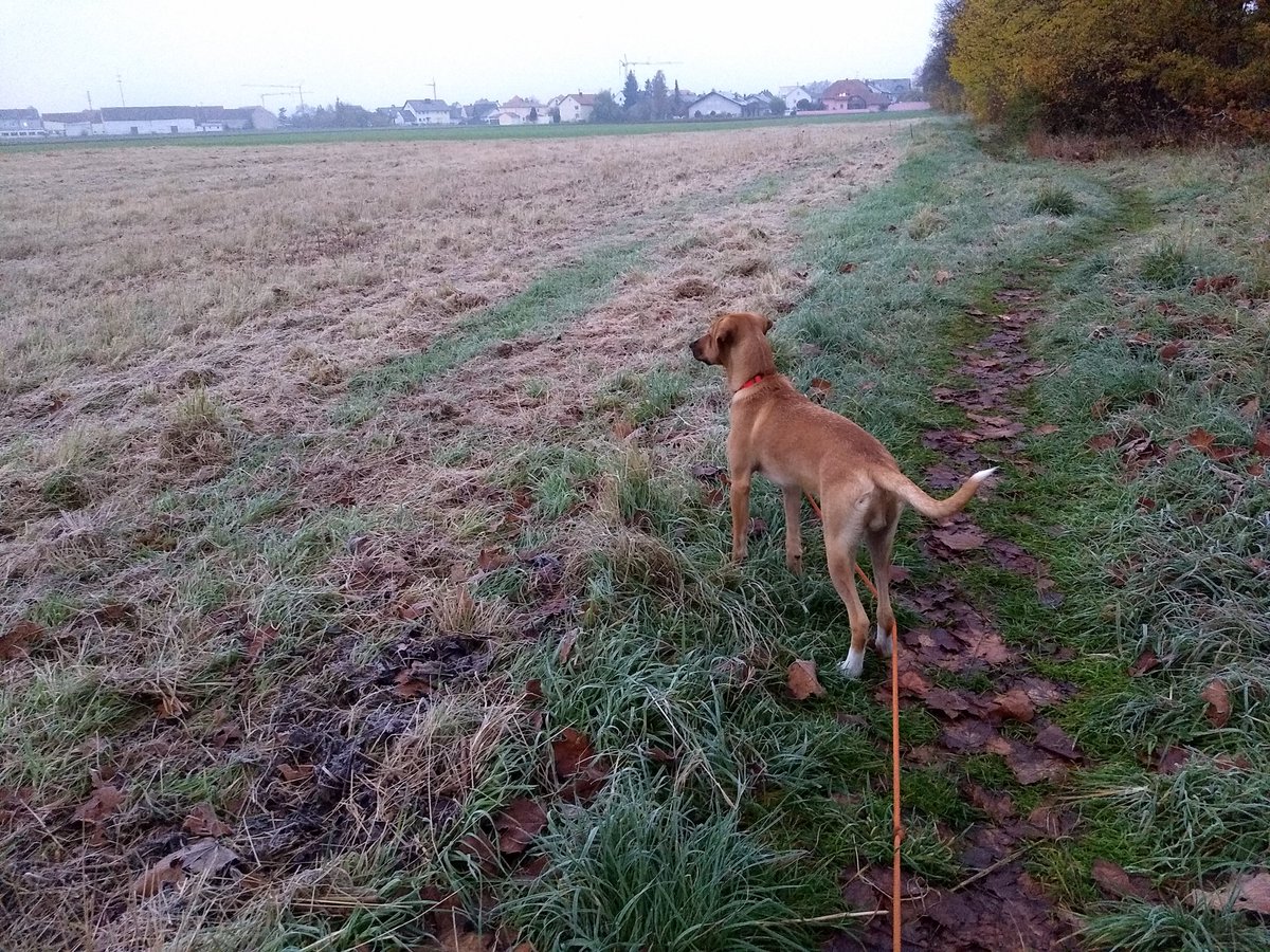 Buffmaster3's tweet image. 7:15 Uhr und ich checke die Nachbarschaft. Ich bin der Hausmeister Krause der Hundewelt.