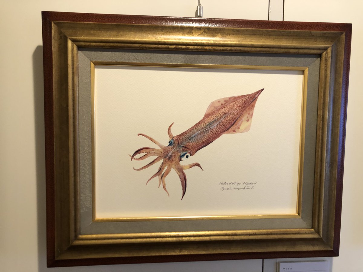 おやこkujira ザトウと泳いだ イラストはリベンジするとして クラゲのハンカチを購入いたしました 額に入れて飾りたい美しさ 次はハンカチもアオリイカ頑張ります 長嶋佑成 Gallery1 おやこkujira ザトウと泳いだ イラストはリベンジするとして クラゲのハンカチを購入いたしました 額に入れて飾りたい美しさ 次はハンカチもアオリイカ頑張ります 長嶋佑成 Gallery1