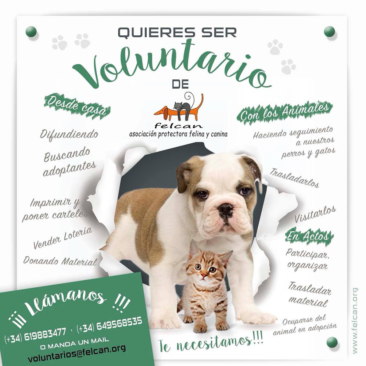 Hay muchísimas formas de ayudar a los animales que todavía no han encontrado un hogar, y en Felcan siempre estamos encantados de recibir nuevos voluntarios. Si quieres apuntarte y echarnos una pata, dínoslo 💜🐶