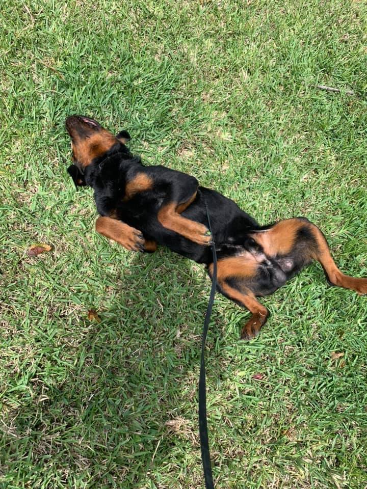 finelinefamily's tweet photo. Even #protectiondogs love belly rubs!
We specialize in the training of #FamilyProtectionDogs. Our #dogs are kid-safe, fully trained, socialized and ready to protect you and your family in any situation!
🦴 Visit our website👉👉: https://t.co/7cZ1mFbjN1 🦴 https://t.co/LCKo9qFH1N