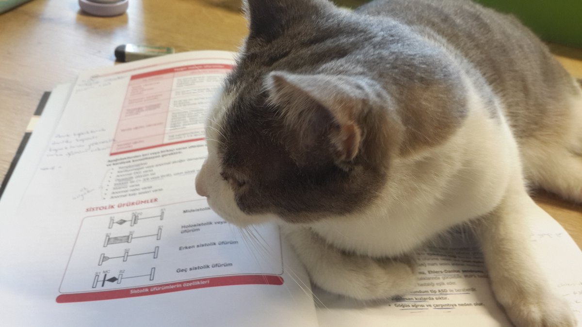 Sonra Betül niye ders çalışamıyo