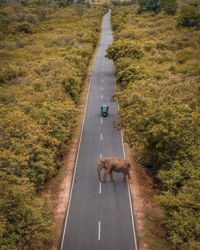 Make memories worth a lifetime with Tubatravels. Explore are resplendent Island with a tailor made tours to suit ur needs. For more info about bookings email us to tubatravels11@gmail.com 
Whatsapp +94 777299850 #srilanka #wildlife #eliphant #Tubetravels11 #tuktukride #HoneyMoon