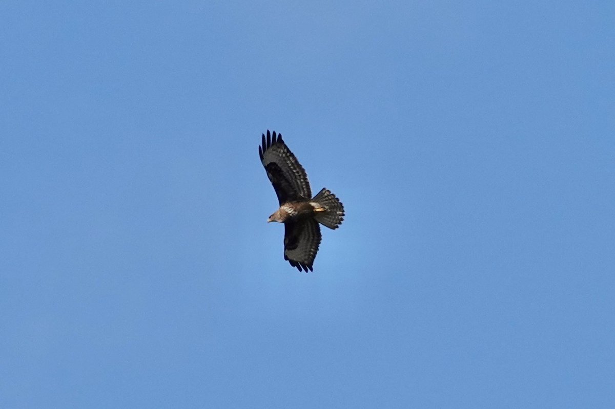 餌が豊富なのか田園部、海岸部などで沢山見られた
#ヨーロッパノスリ
#BuseVariable
#CommonBuzzard
#フランス探鳥旅行　20191021