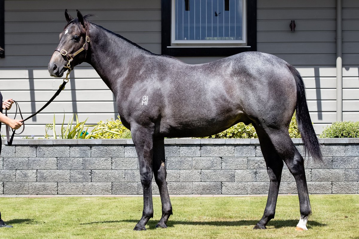 Congrats to <a href="/RichardLaming1/">Richard Laming</a> and the connections of #Excelman as he did a superb job to land the spoils on debut Pakenham tonight ... the son of #ReliableMan was a 400k yrlg <a href="/mmsnippets/">Magic Millions</a> and quickened smartly for Dwayne Dunn #canonlygetbetter #likemydad