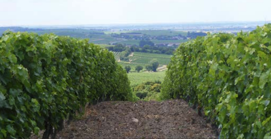 Le Concours Saveurs Nouvelle-Aquitaine s'est déroulé le 6 novembre 2019 à Cozes en Charente-Maritime.
45 produits ont été médaillés dans les catégories Cognac (8), Pineau (15), Vins IGP Charentais (19) et Vins AOC du Haut-Poitou (3)
bit.ly/33O40t1
#LePaysanVigneron