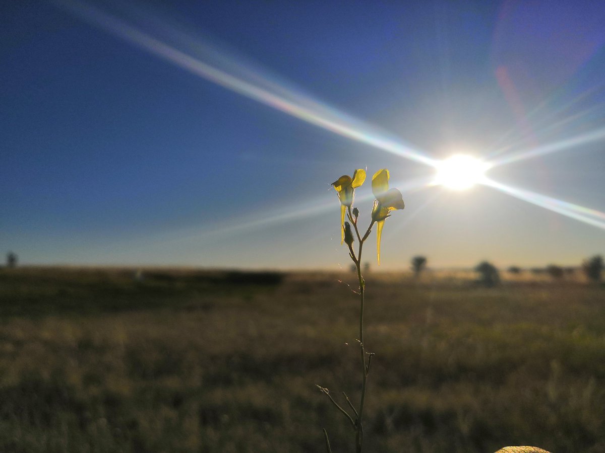 WalisonSL's tweet image. Linaria spartea