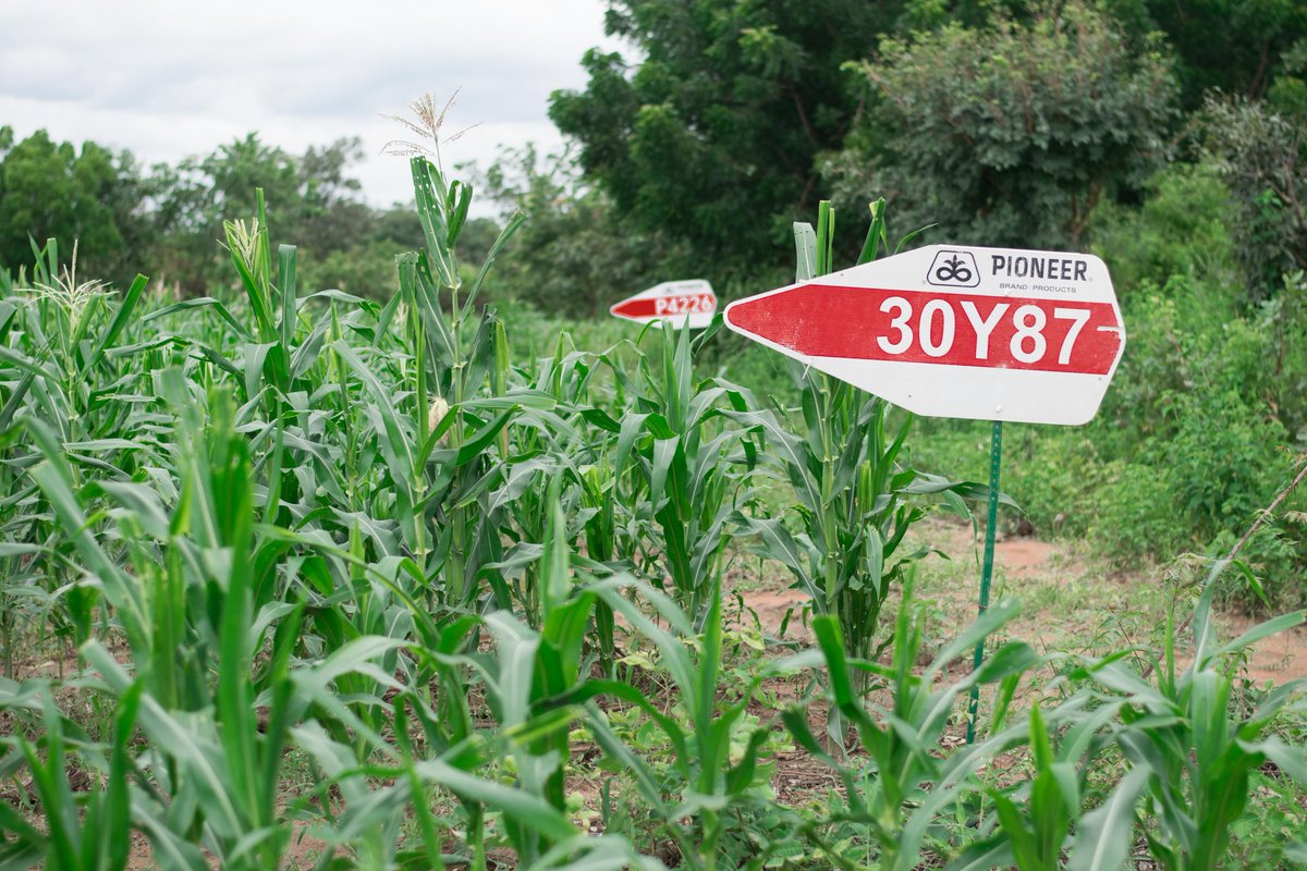 heartandcaptng's tweet photo. Agriculture is our wisest pursuit, because it will in the end contribute most to real wealth, good morals, and happiness- Thomas Jefferson.
#farminspection #farming #agriculture #farmactivities https://t.co/O7hyENuzi8