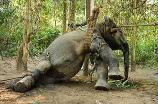 Some insurance companies such as <a href="/AdmiralUK/">Admiral</a> will insure you to ride an elephant! Let Admiral know this is totally unacceptable. Elephants are stabbed &amp; beaten relentlessly throughout their lives in the tourist industry &amp; it must be banned forever NOW.  <a href="/marcthevet/">Dr Marc Abraham OBE</a>