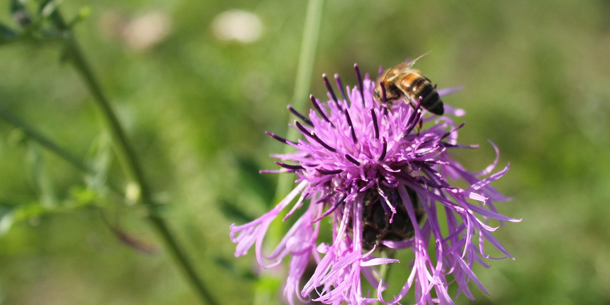Schöne Initiative:der #Wettbewerb 🌻„Blühende Verkehrsinseln“🌻Kreisverkehre bieten als Blühflächen Nahrung für #Insekten🐝Die @RegierungBW will dafür werben + bereits aktive Kommunen & Landkreise auszeichnen 👍Inspiration + Bewerbung (bis 31.5.2020)https://bit.ly/2Kk3UBW