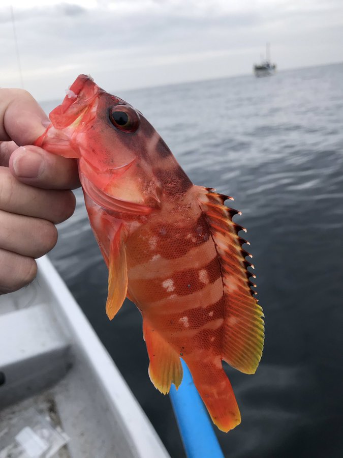 アカハタの特徴 見分け方 写真から探せる魚図鑑