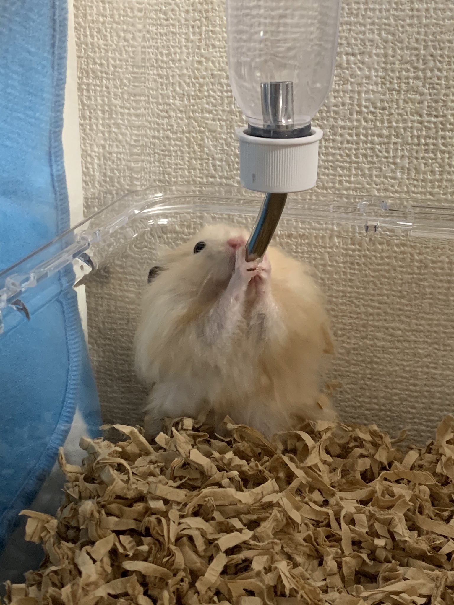 のんきち Nozomitaroukun Twitter