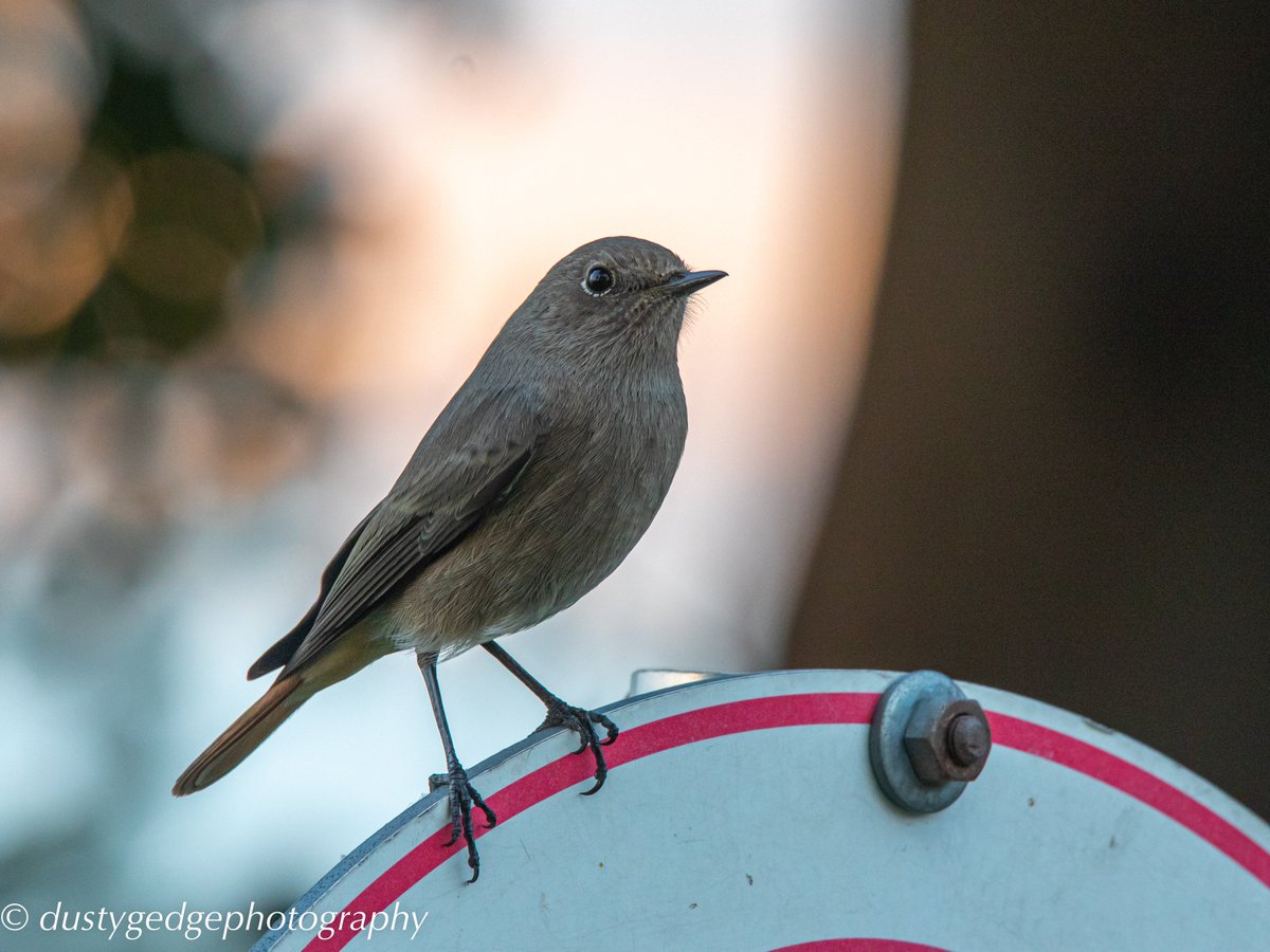 Nothing like a black redstart - the conservation of these #birds in #London is what 1st got me involved in #green roofs - a #conservation success story - a #urbangreeninfrastructure success story - #biodiversity #greeninfrastructure @Natures_Voice @JohnDayRSPB @WildlifeTrusts