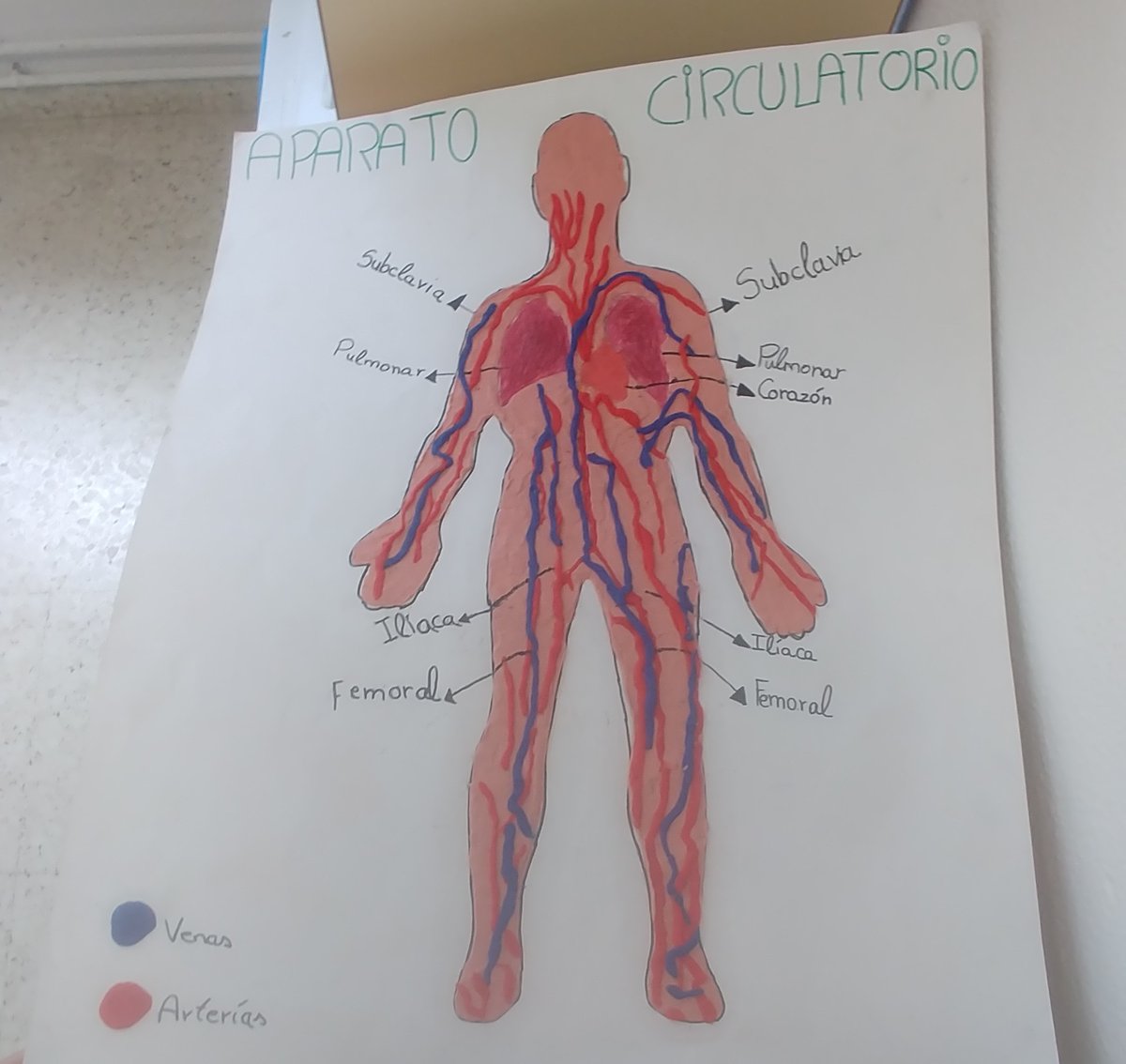 Marta07190715's tweet photo. Trabajo y exposición excelente de los chicos de sexto. El aparato circulatorio. 🏡🔵🔴 #Prácticas3B2019 @MaraLuisaMoren8 https://t.co/UsWjuwopKW