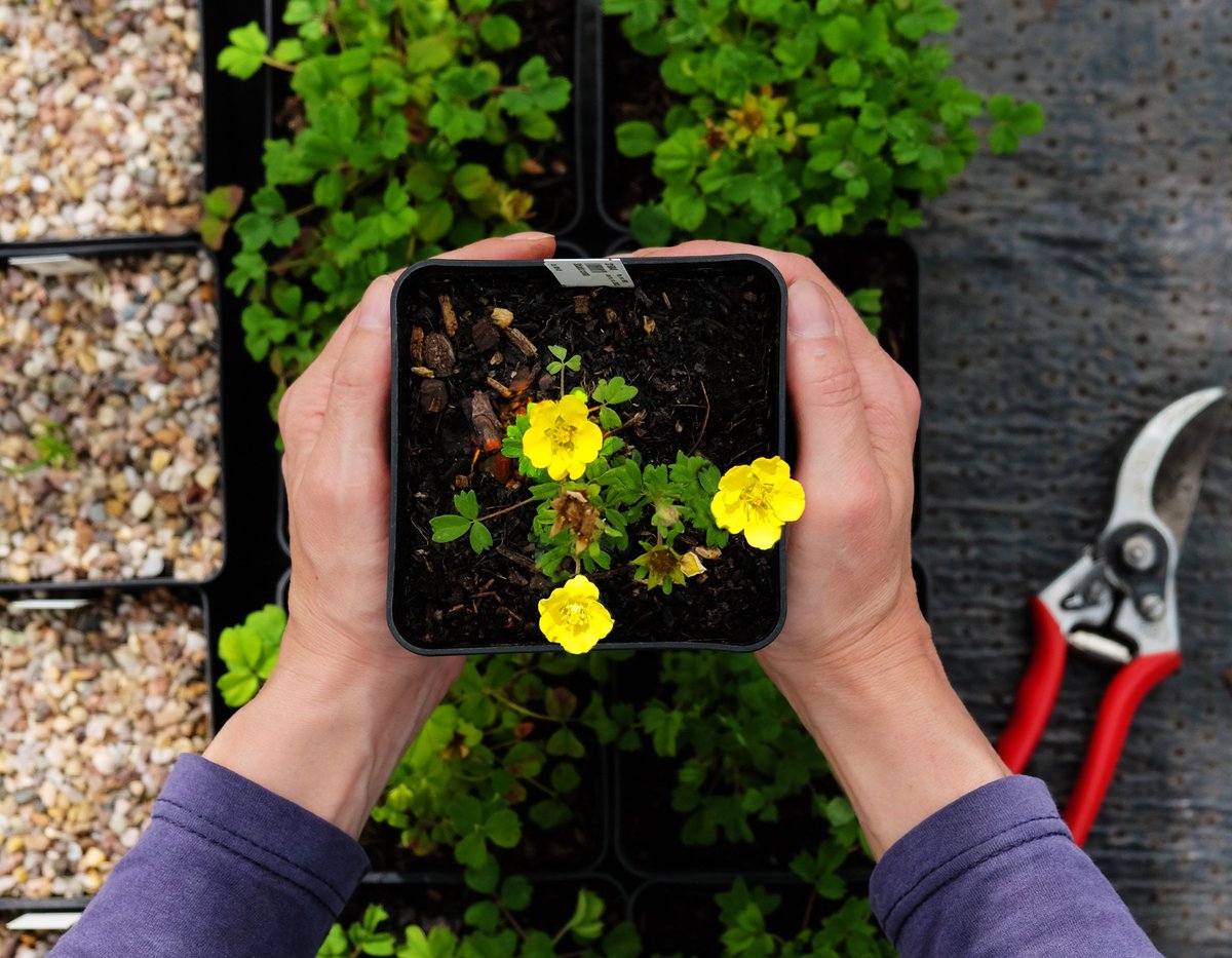 Royal Botanic Garden Edinburgh tweet media