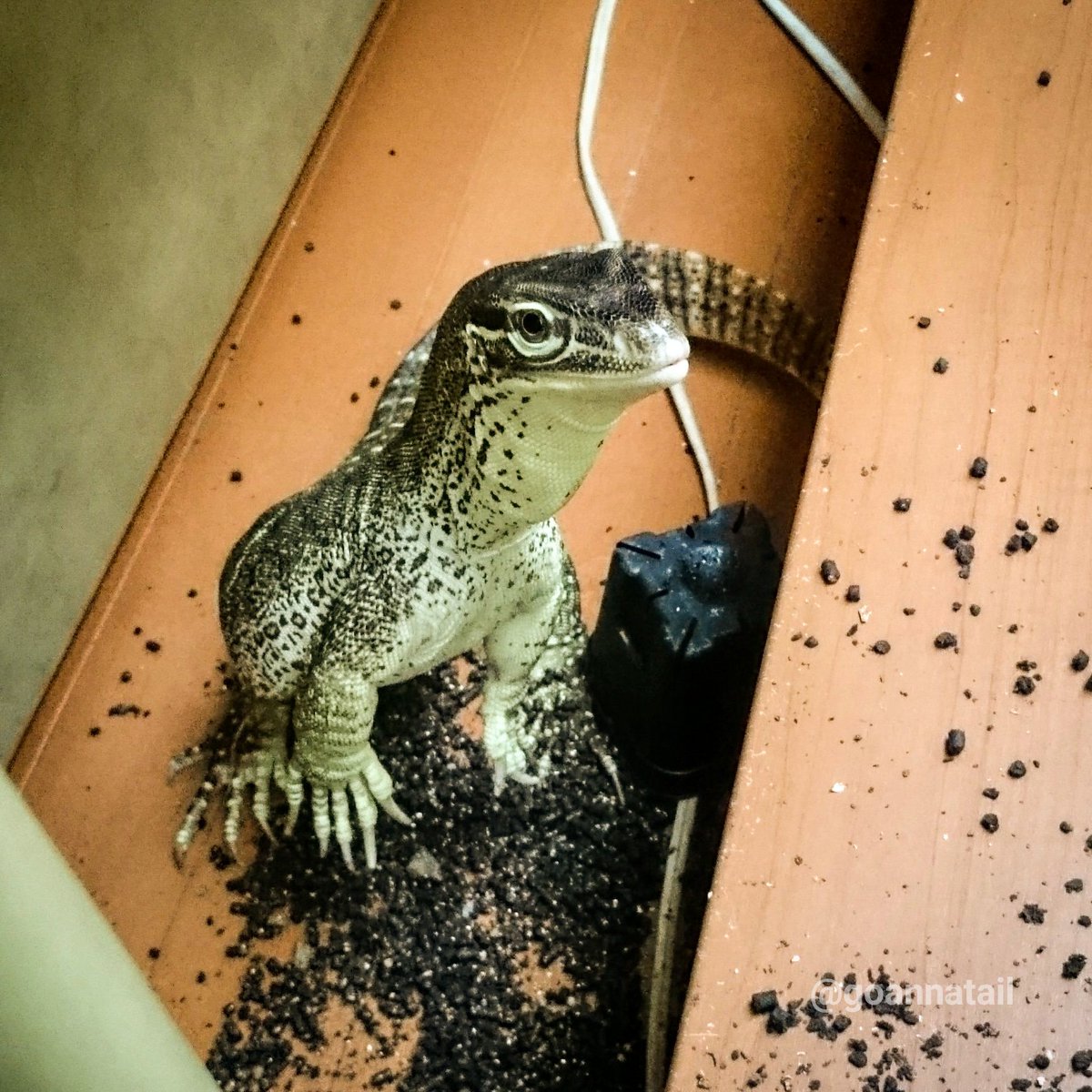 goannatail's tweet photo. Argus monitors in my dragonnel.
Sakaki, 5yo, male
Nagi, 6yo, female
Mizuchi, born Mar.2.2019, female
Tatsu, born Mar.21.2019, male
#goannatail #グールドモニター #argusmonitor https://t.co/EnlAUpEOHZ