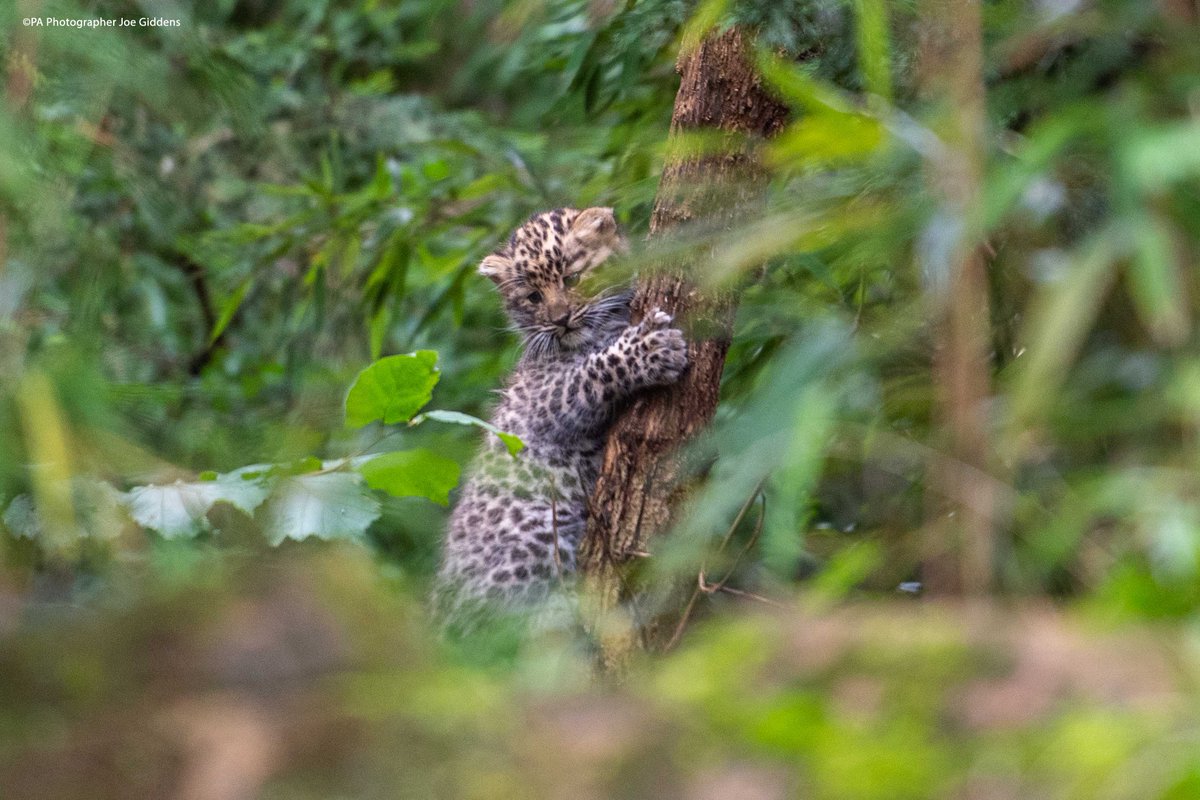Colchester Zoo tweet media