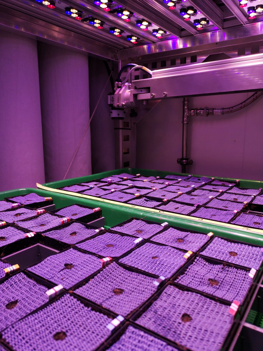 VBCF PlantS Core Facility (@vbcf_plants) on Twitter photo 🌈Look how colorful an #Arabidopsis ht #PlantPhenotyping experiment can be! 60 (!) unique genotype-treatment combinations #randomisation 🙃 <a href="/MarionClavel4/">Marion Clavel</a> <a href="/PlantoPhagy/">Yasin Dagdas</a> <a href="/gmivienna/">GMI Vienna gmivienna.bsky.social</a> <a href="/viennabiocenter/">Vienna BioCenter</a> <a href="/VBCF_Tweets/">Vienna BioCenter Core Facilities GmbH</a> <a href="/EMPHASIS_EU/">EMPHASIS</a> #APPN #autophagy 🌈Look how colorful an #Arabidopsis ht #PlantPhenotyping experiment can be! 60 (!) unique genotype-treatment combinations #randomisation 🙃 <a href="/MarionClavel4/">Marion Clavel</a> <a href="/PlantoPhagy/">Yasin Dagdas</a> <a href="/gmivienna/">GMI Vienna gmivienna.bsky.social</a> <a href="/viennabiocenter/">Vienna BioCenter</a> <a href="/VBCF_Tweets/">Vienna BioCenter Core Facilities GmbH</a> <a href="/EMPHASIS_EU/">EMPHASIS</a> #APPN #autophagy