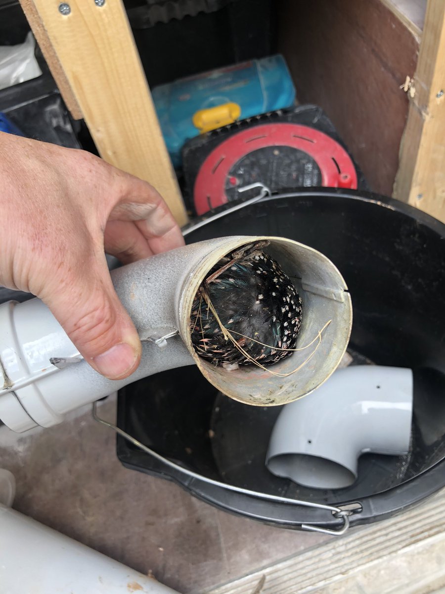 info_eph's tweet image. Boiler breakdown found to be a dead bird inside the flue! New flue was ordered and installed 👍