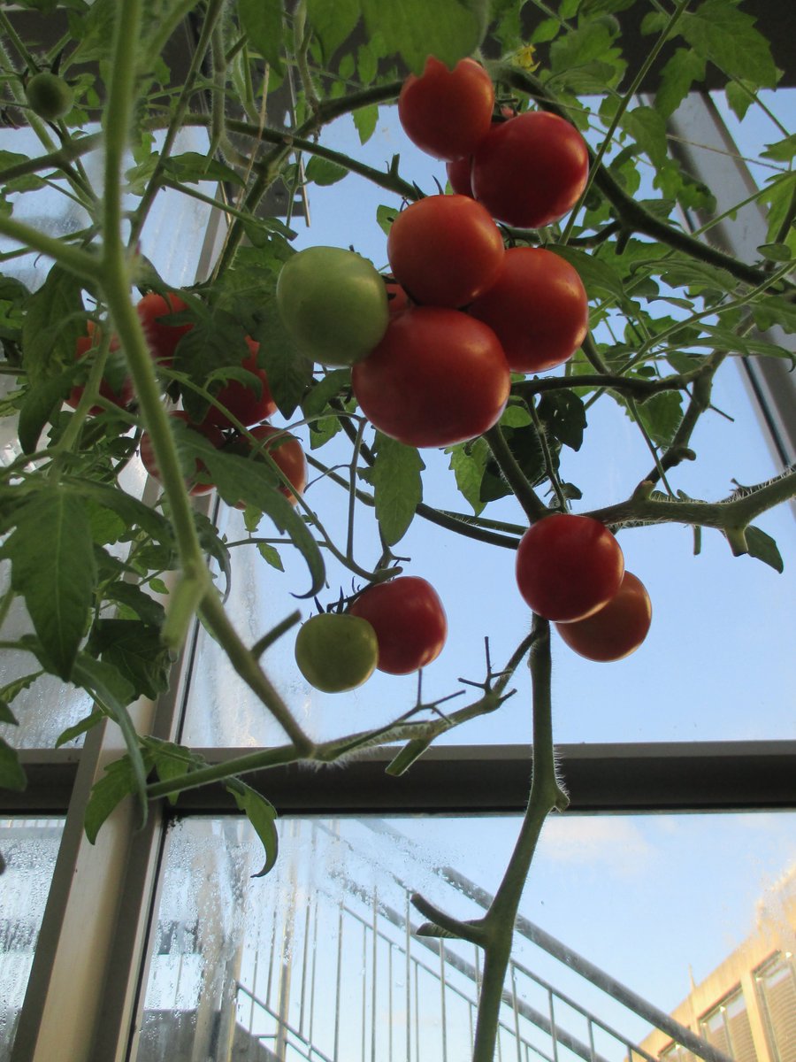 Aquaponic tomatoes showing no signs of slowing down, lemongrass also coming along nicely in the background