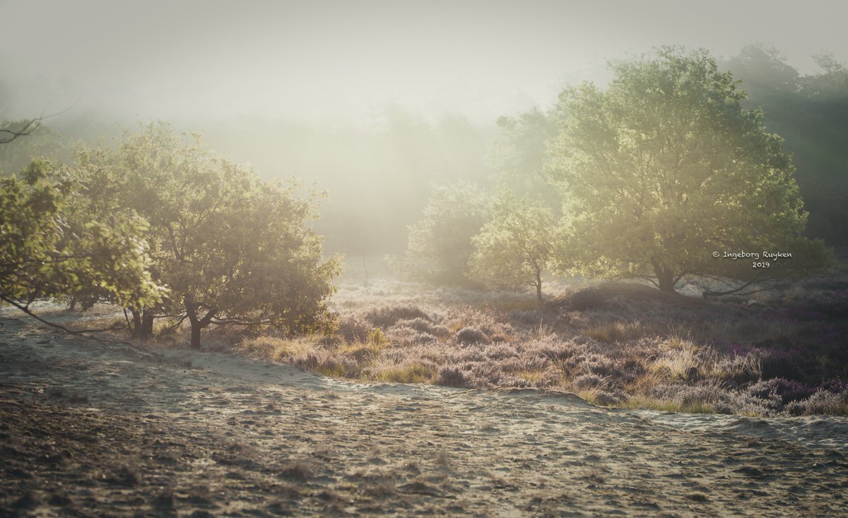 Ingeborg Ruyken tweet media